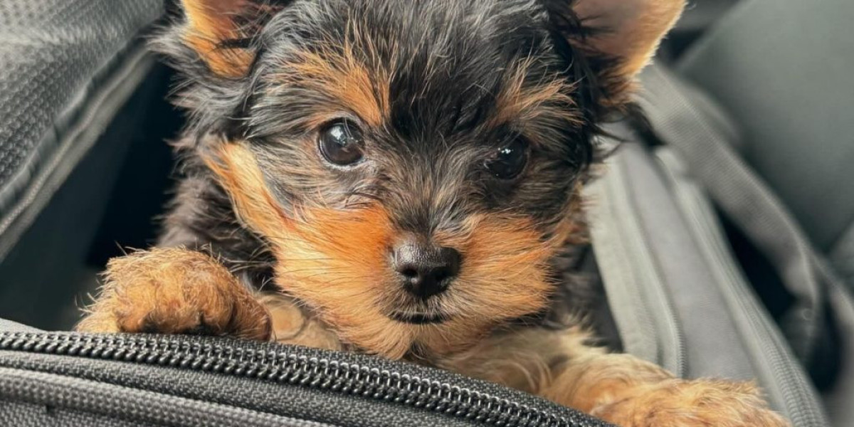 Understanding and Caring for Yorkshire Terrier Puppies: A Comprehensive Guide